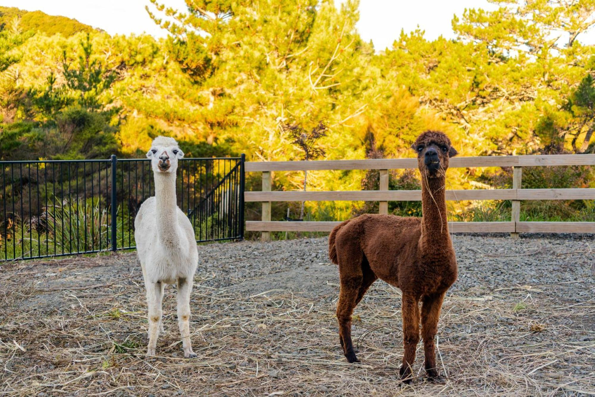Alpaca Manor Auckland公寓 外观 照片