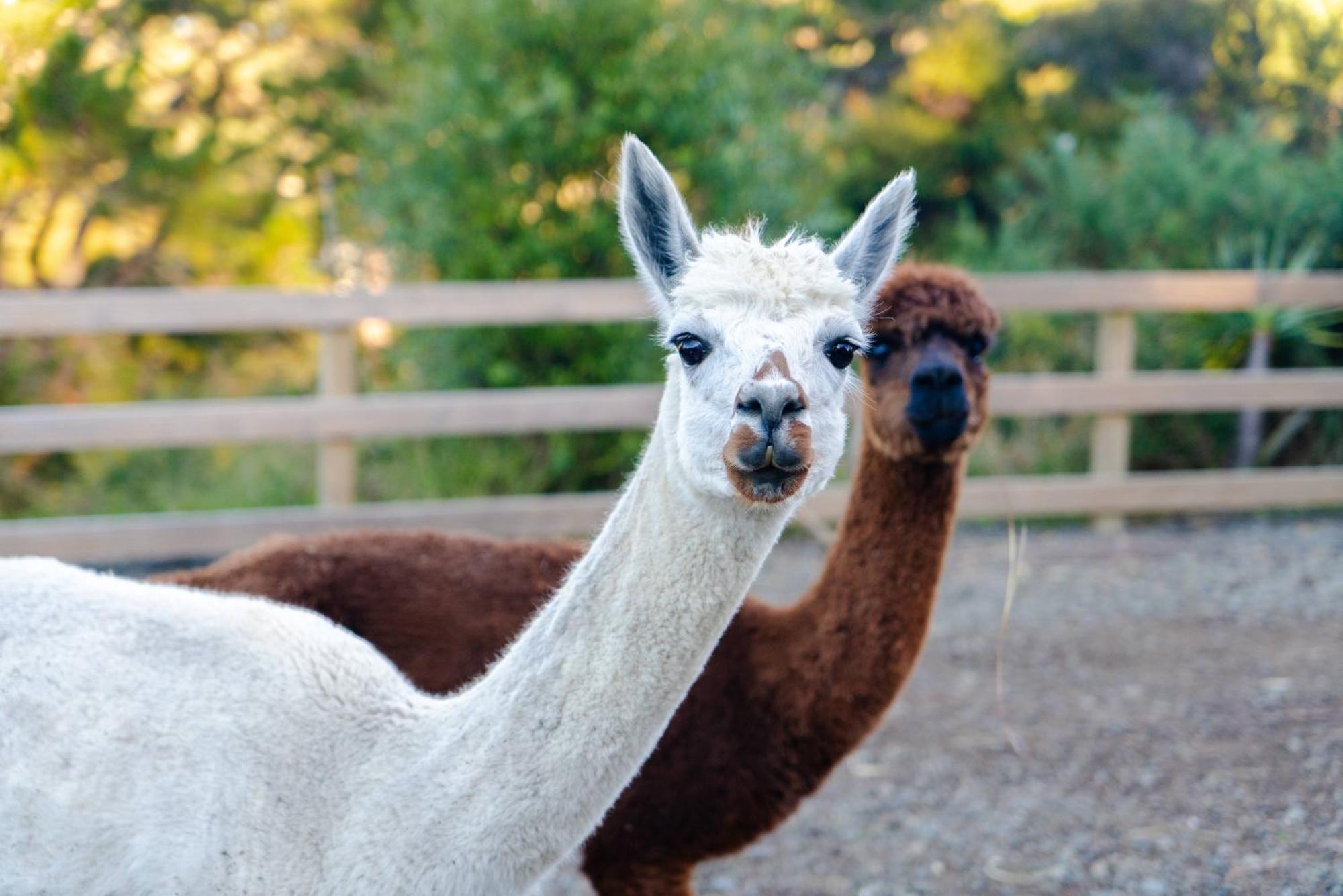 Alpaca Manor Auckland公寓 外观 照片