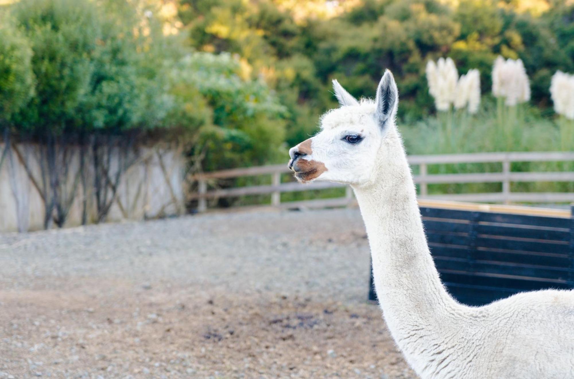 Alpaca Manor Auckland公寓 外观 照片