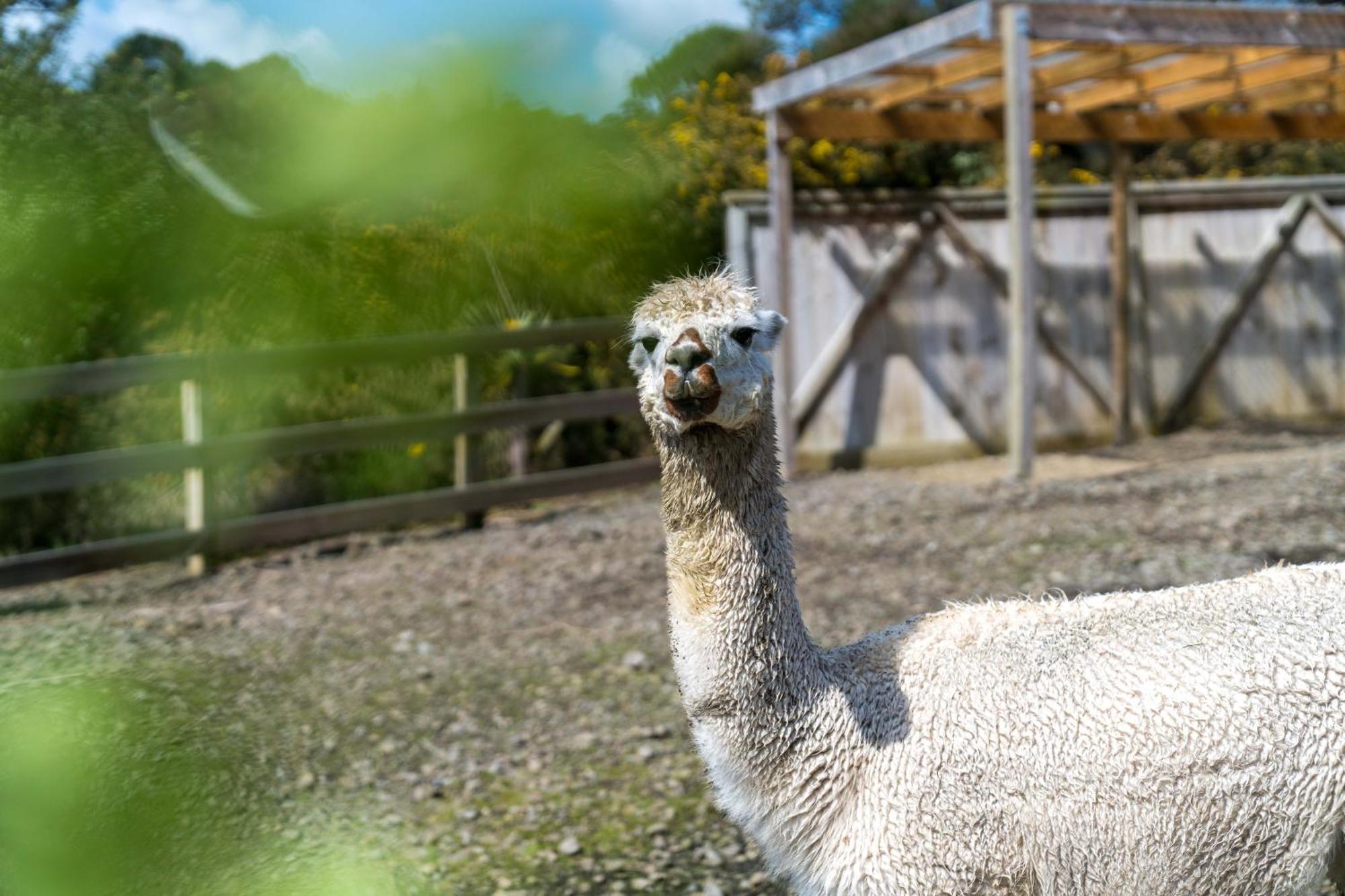 Alpaca Manor Auckland公寓 外观 照片